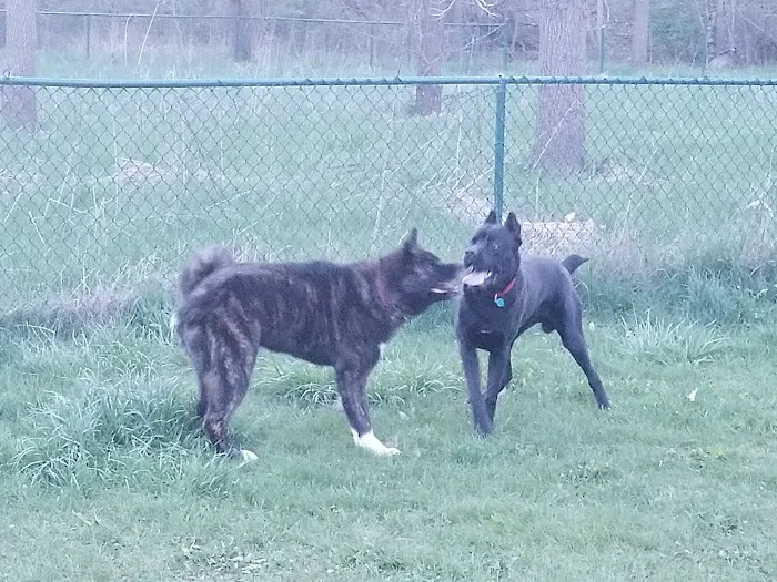 Old Hines Park Dog Park 1