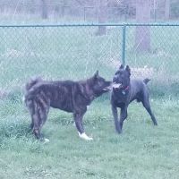 Old Hines Park Dog Park ico