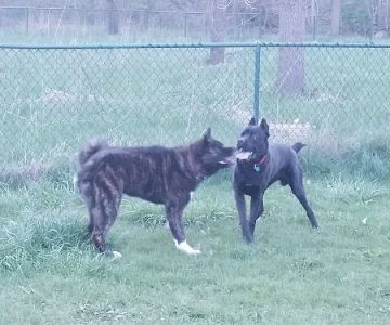 Old Hines Park Dog Park