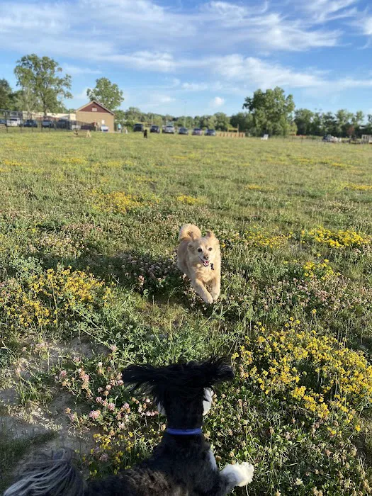 Pioneer Dog Park 1