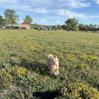 Pioneer Dog Park ico