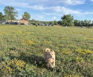 Pioneer Dog Park
