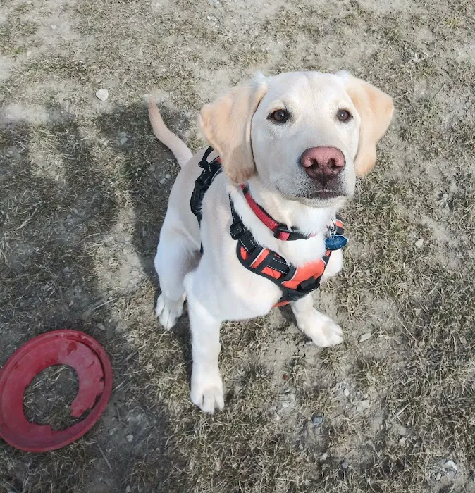 Pioneer Dog Park 10