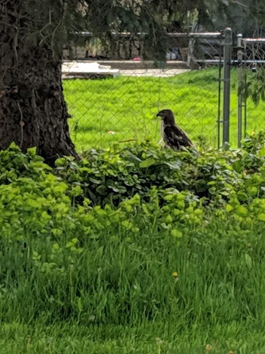 Civic Center Park-Dog Park 6