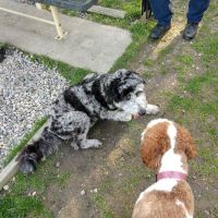 Civic Center Park-Dog Park ico