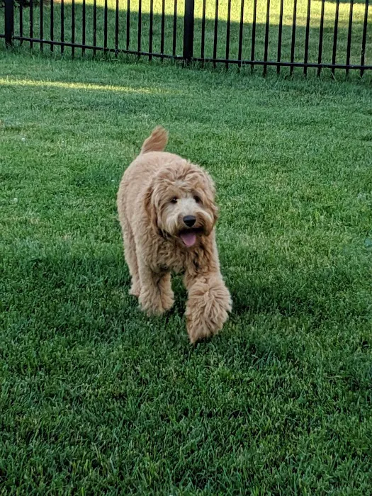 Civic Center Park-Dog Park 3