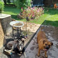 Behnke Memorial Dog Park ico