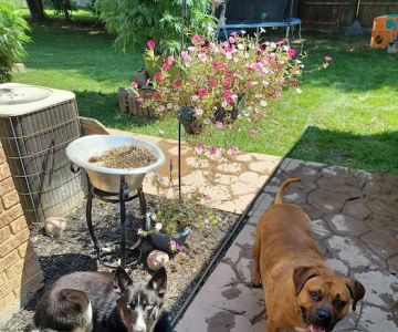 Behnke Memorial Dog Park