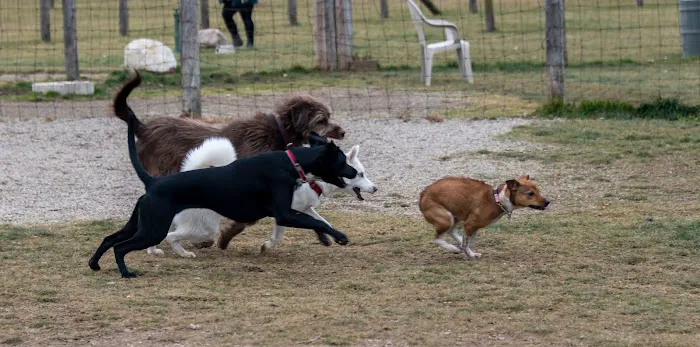Northville Dog Park 1