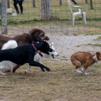 Northville Dog Park ico