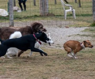 Northville Dog Park