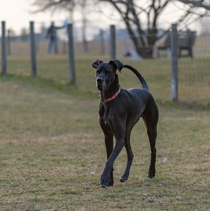 Northville Dog Park 3