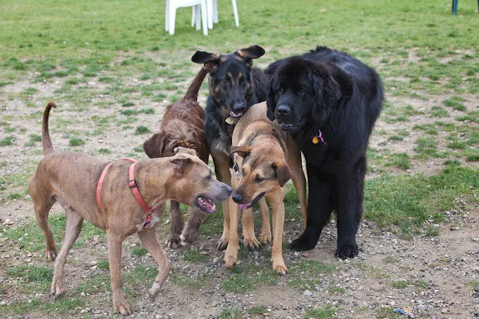 Northville Dog Park 10
