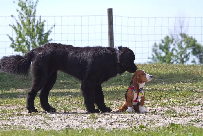 Northville Dog Park 7