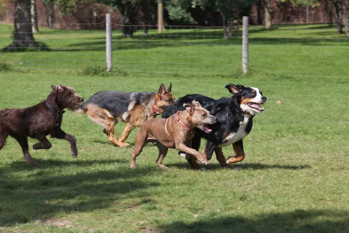 Northville Dog Park 6