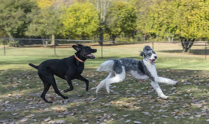 Northville Dog Park 4