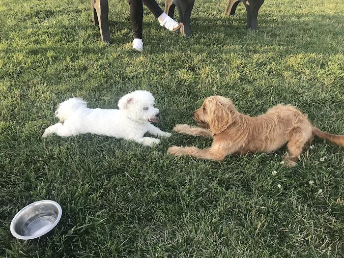 Canton Dog Park 4