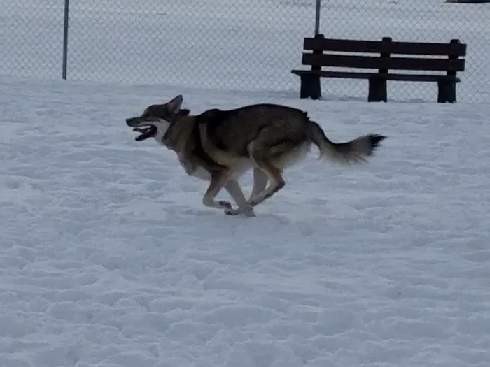 Canton Dog Park 2
