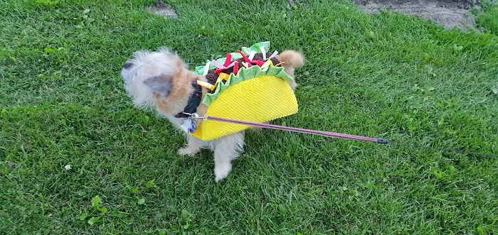 Canton Dog Park 8