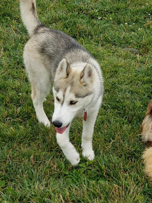 Canton Dog Park 7