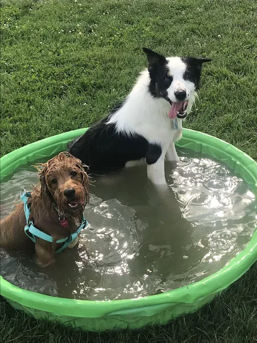Canton Dog Park 3