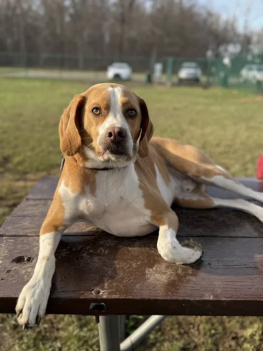 Oakbrook Dog Park 4