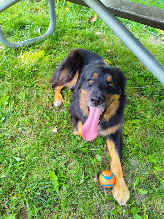 Oakbrook Dog Park 10