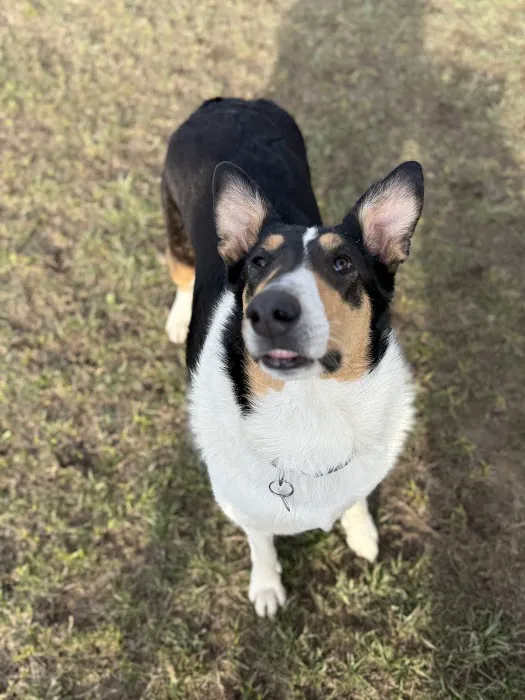 Oakbrook Dog Park 8