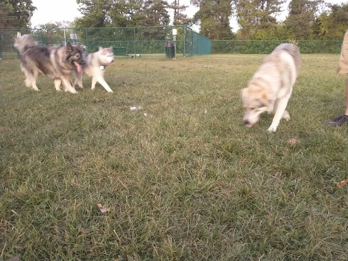 Oakbrook Dog Park 9