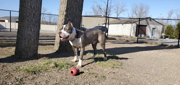 Brownstown Dog Park 6