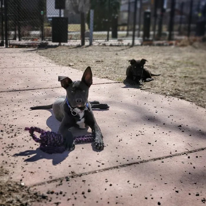Brownstown Dog Park 9