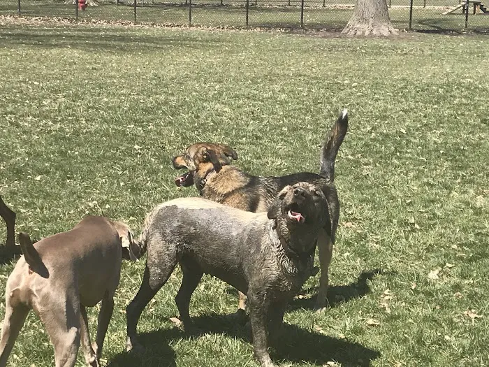 WOOFhaven Dog Park (Membership Required) 1