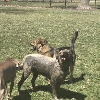 WOOFhaven Dog Park (Membership Required) ico