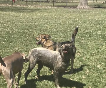 WOOFhaven Dog Park (Membership Required)