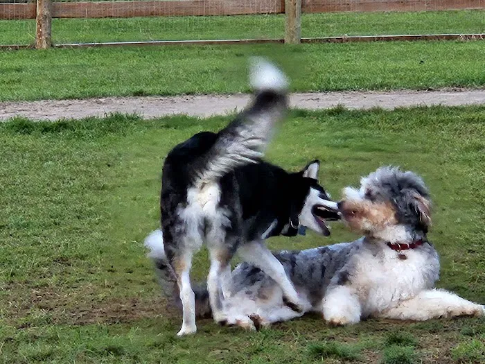 Stony Creek Dog Park 8