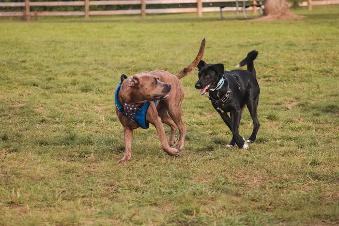 Stony Creek Dog Park 1