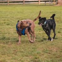 Stony Creek Dog Park ico