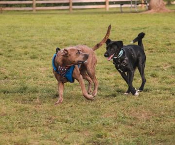 Stony Creek Dog Park