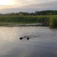 Orion Oaks Dog Park Beach ico