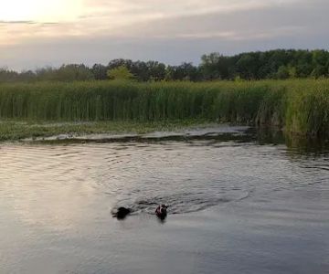 Orion Oaks Dog Park Beach