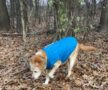Orion Oaks Dog Park