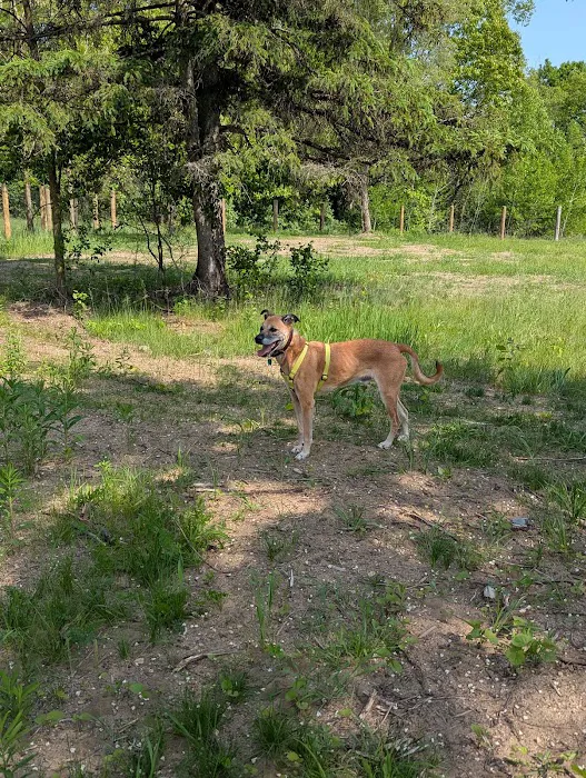 Dog Park 1