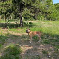 Dog Park ico