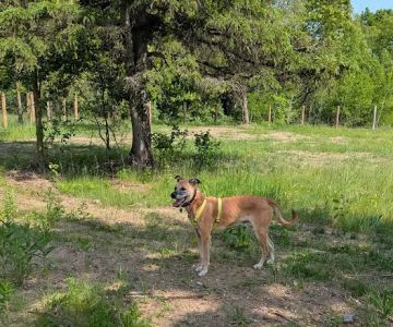 Dog Park