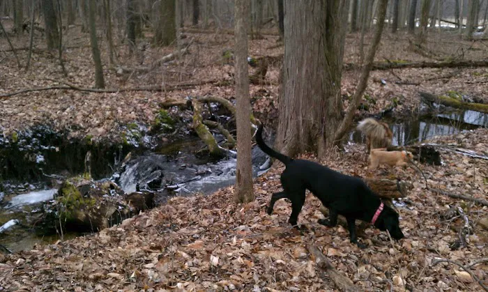 Lyon Oaks Dog Park 3