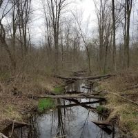 Lyon Oaks Dog Park ico