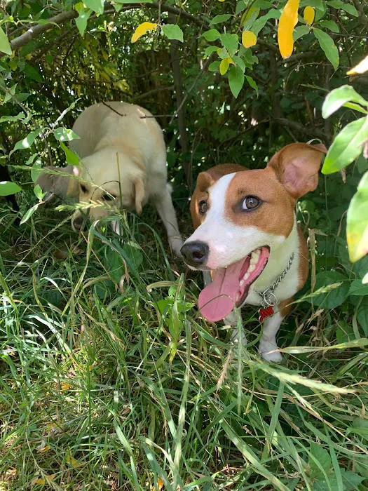 Northfield Township Dog Park 10