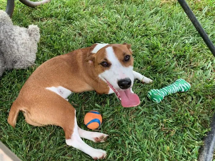 Northfield Township Dog Park 9