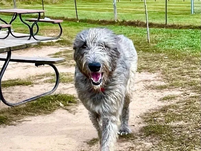 Northfield Township Dog Park 1