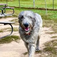 Northfield Township Dog Park ico
